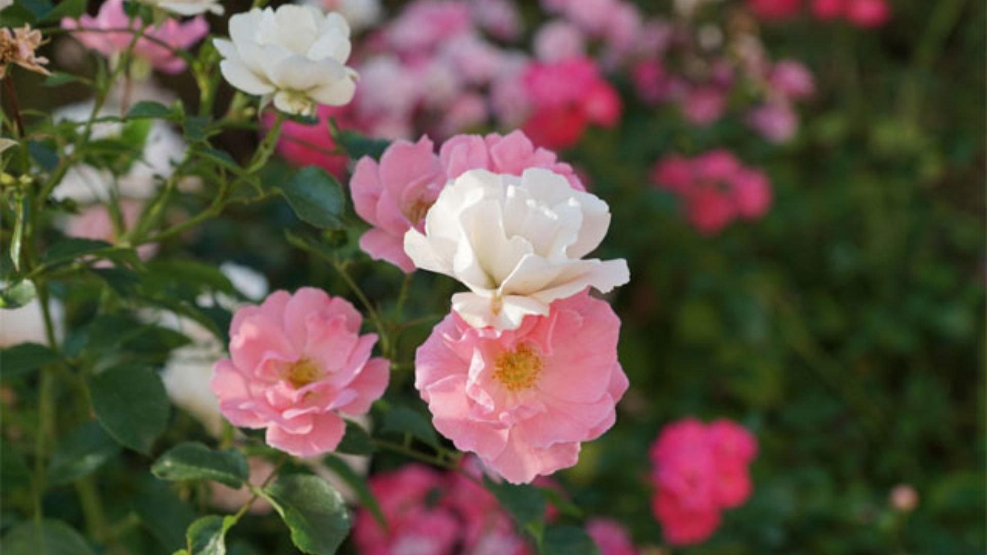 Hoa Tường Vi Hợp Mệnh Nào